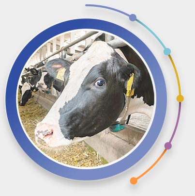 Feedworks Dairy Products