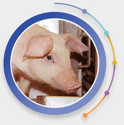 Feedworks Swine Products