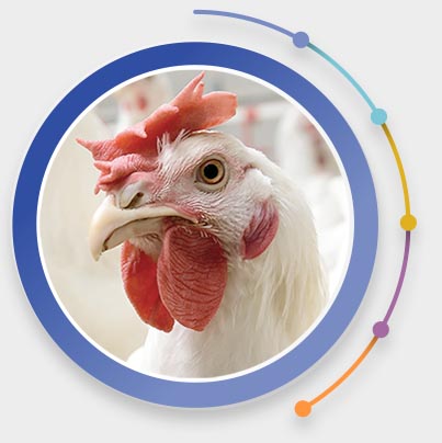 Feedworks Poultry Products